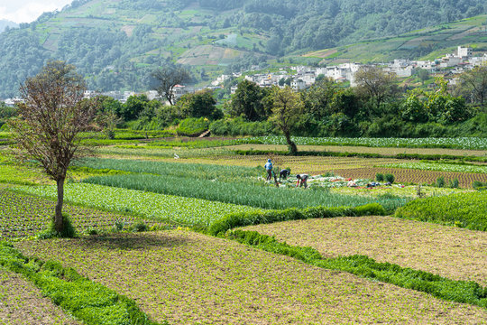 Tres campesinos est&aacute;n trabajando en la recolecci&oacute;n de alimentos.