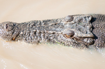 Crocodile head in water