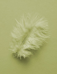 Feathers on pastel color background.