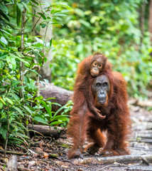 On a mum`s back. Cub of orangutan on mother`s back. Green rainforest. Natural habitat. Bornean orangutan (Pongo pygmaeus wurmbii) in the wild nature. Tropical Rainforest of Borneo Island. Indonesia