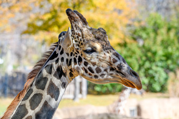 Giraffe (Giraffa) Close-up profile