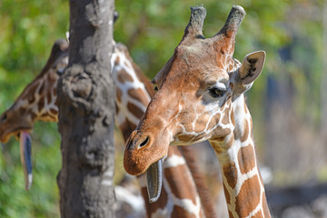 Giraffe (Giraffa) with its tongue sticking out.