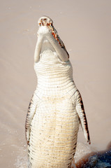 Crocodile standing showing under belly 