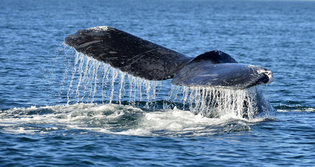 Fototapeta premium Tail fin of the mighty humpback whale Megaptera novaeangliae. Pacific ocean near the Gulf of California also known as the Sea of Cortez.