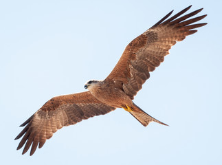 Northern Territory Kite eagle flying wings open wide