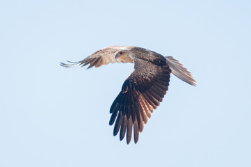 Northern Territory Kite eagle flying wings open wide