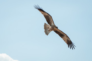 Northern Territory Kite eagle flying wings open wide