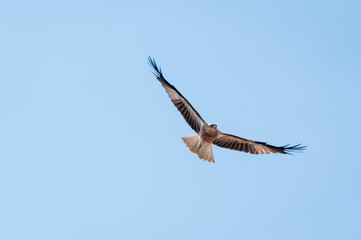 Northern Territory Kite eagle flying wings open wide