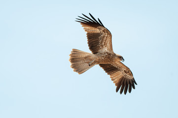 Fototapeta premium Northern Territory Kite eagle flying wings open wide