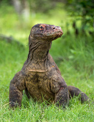 The Komodo dragon.  Varanus komodoensis. Close up portrait . Island Rinca.