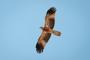 Northern Territory Kite eagle flying wings open wide