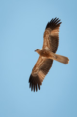 Northern Territory Kite eagle flying wings open wide Australia 