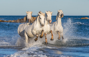 White Camargue horses galloping on blue water of the sea. France.