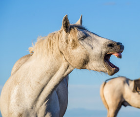 Funny portrait of a laughing horse. Camargue white horse yawning, looking like he is laughing....