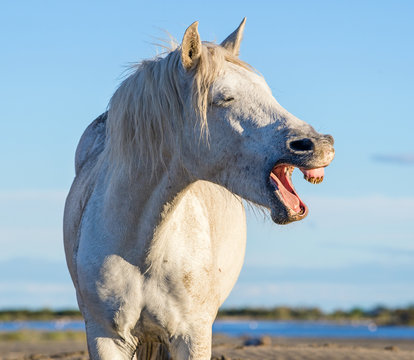 Funny portrait of a laughing horse. Camargue white horse yawning, looking like he is laughing. Close up portrait.