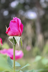 solo pink rose in garden flowers photography