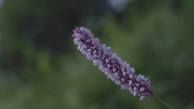 Close-up view of delightful purple wildflower growing in forest. Stock footage. Beautiful view of wild nature