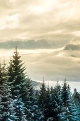 Winter landscape with snow covered trees