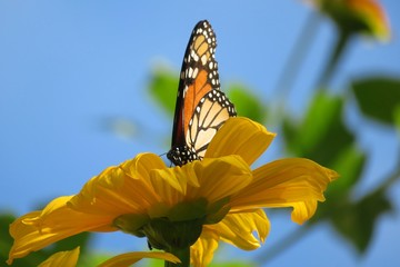 Monarch butterfly on yellow flower in Florida nature