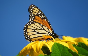 Monarch butterfly on yellow flower against blue sky, closeup