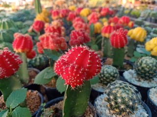 cactus in garden