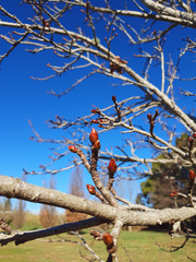 branch of a tree autumn photography