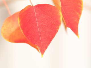 紅葉した葉