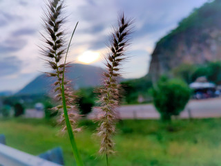 palm trees and blue sky