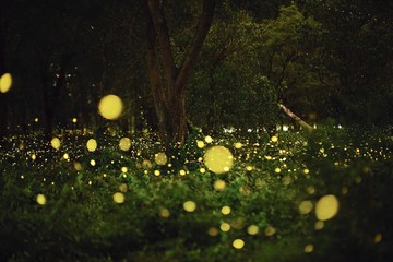 Fireflies fly in the wood or forest at night
