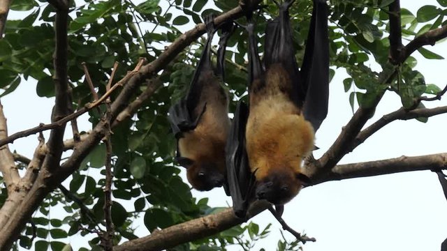 Lyle's Flying Fox hanging on tree