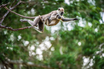 Langur with a cub jumping on a tree. Tufted gray langur (Semnopithecus priam), also known as Madras gray langur, and Coromandel sacred langur.