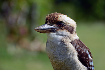 Portrait of a Kookaburra