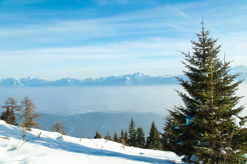 Winter trees in mountains, nature landscape