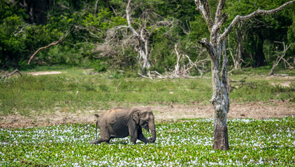 The  adult  Male of Sri Lankan elephant (Elephas maximus maximus) feeding on the swamp. Natural...