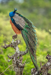 Peacock on the tree. Portrait of beautiful peacock. The Indian peafowl or blue peafowl (Pavo...