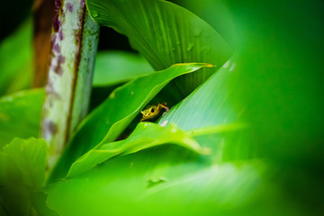 Yellow and green Strawberry Poison Dart Frog on Isla Colon, Bocas del Toro, Panama