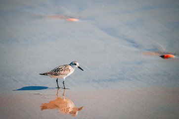 bbird