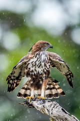 Predator bird on the tree. The changeable hawk-eagle or crested hawk-eagle (Nisaetus cirrhatus). Yala National Park. Sri Lanka