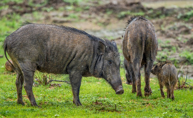 The Family of Indian boar (Sus scrofa cristatus) also known as the Andamanese pig or Moupin pig....