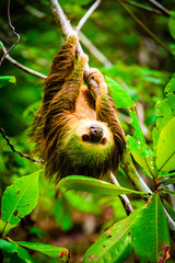 Wild two-toed sloth hanging on tree in Colon Island, Bocas del Toro, Panama