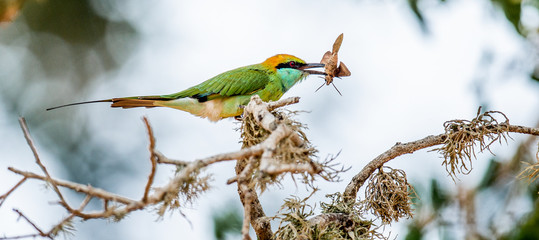 Bee-eater with insect in beak on branch. The Green Bee-eater. Scientific name: Merops orientalis,...