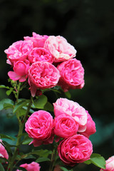 イギリス庭園のピンクのバラ