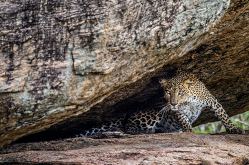 Fototapeta premium Leopard on a rock. The Female of Sri Lankan leopard (Panthera pardus kotiya). Sri Lanka. Yala National Park.