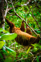 Wild two-toed climbing up a tree in Colon Island, Bocas del Toro, Panama