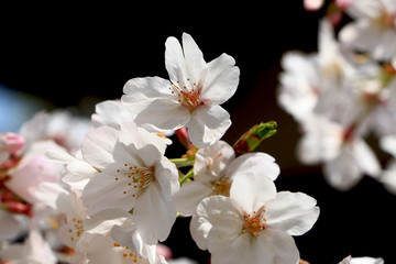 Cherry blossom at Osaka, Japan