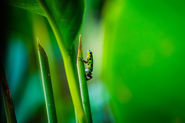 Yellow and green Strawberry Poison Dart Frog on Isla Colon, Bocas del Toro, Panama