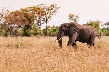 Big African elephant  in grass field of Serengeti Savanna - African Tanzania Safari trip