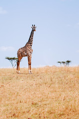 Giraffe walking in grass field of Serengeti Savanna - African Tanzania Safari trip