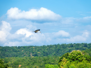 White egret flying in the sky.