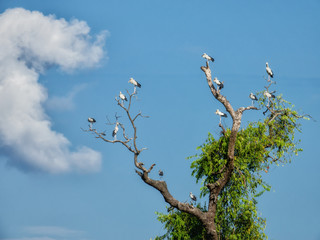 White Egret wading on tree.Great Egret looking for fish in rice field thailand.